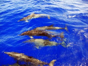 Sailing Panama to Colombia 027