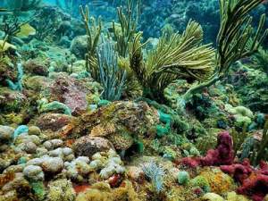 Snorkeling in San Blas Panama to Colombia 082