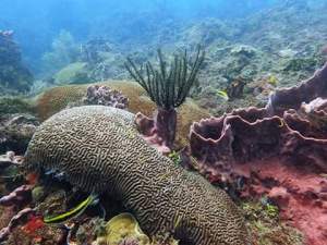 Snorkeling in San Blas sailing trip Panama to Colombia 084