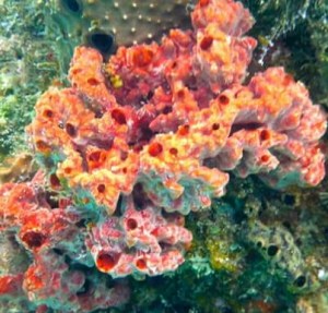 Blue Sailing San Blas Adventure on Ave Maria Sailing Panama to Cartagena