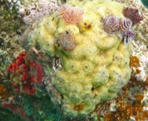 Blue Sailing San Blas Adventure on Ave Maria Sailing Panama to Cartagena