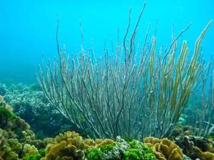 Blue Sailing San Blas Adventure on Ave Maria Sailing Panama to Cartagena