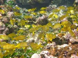 Blue Sailing San Blas Adventure on Ave Maria Sailing Panama to Cartagena