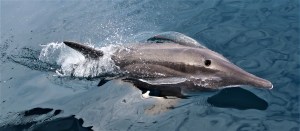 Blue Sailing San Blas Adventure on Ave Maria Sailing Panama to Cartagena